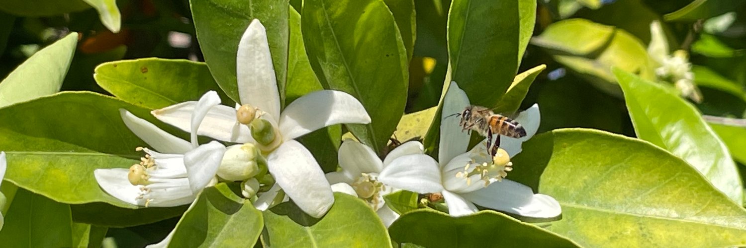 Honey Bud 🍯🐝's banner