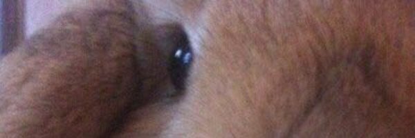 Ferr_Kon Profile Banner