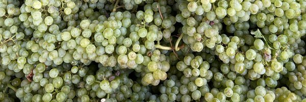 DayWines Profile Banner