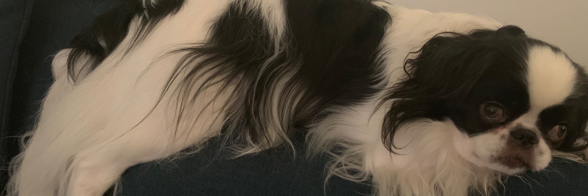 maxienholanda's profile banner image