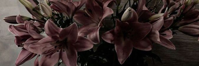 Elyria｡˚꩜ banner