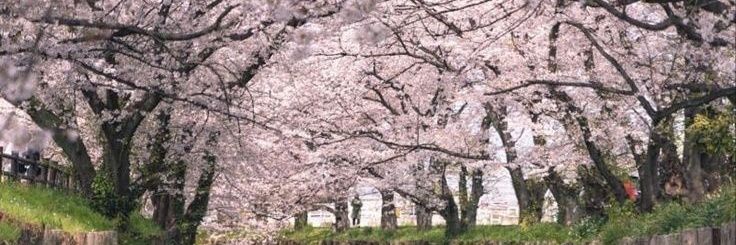 ruiiruruiii's profile banner image