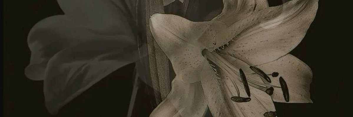 lvstra6's profile banner image