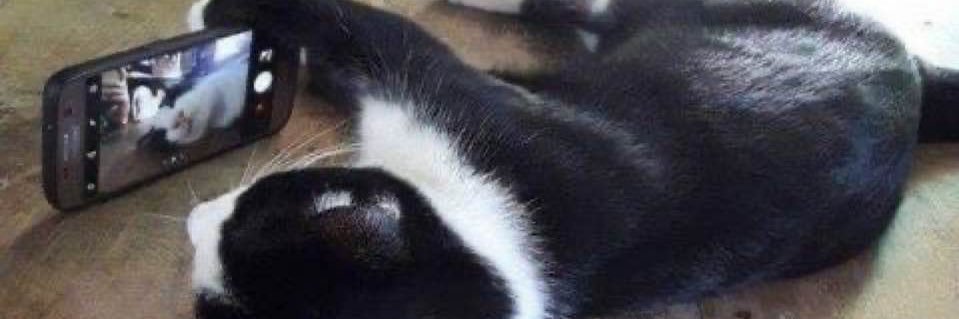 n banner