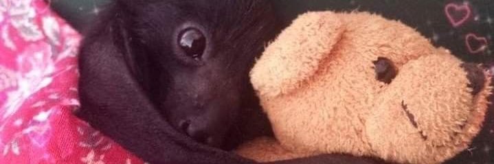 gray 🦇 || VAMPGUMI TRUTHER !!!!!! banner