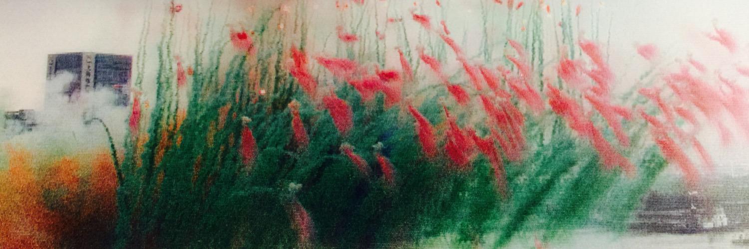 EasternPhoebe's profile banner image