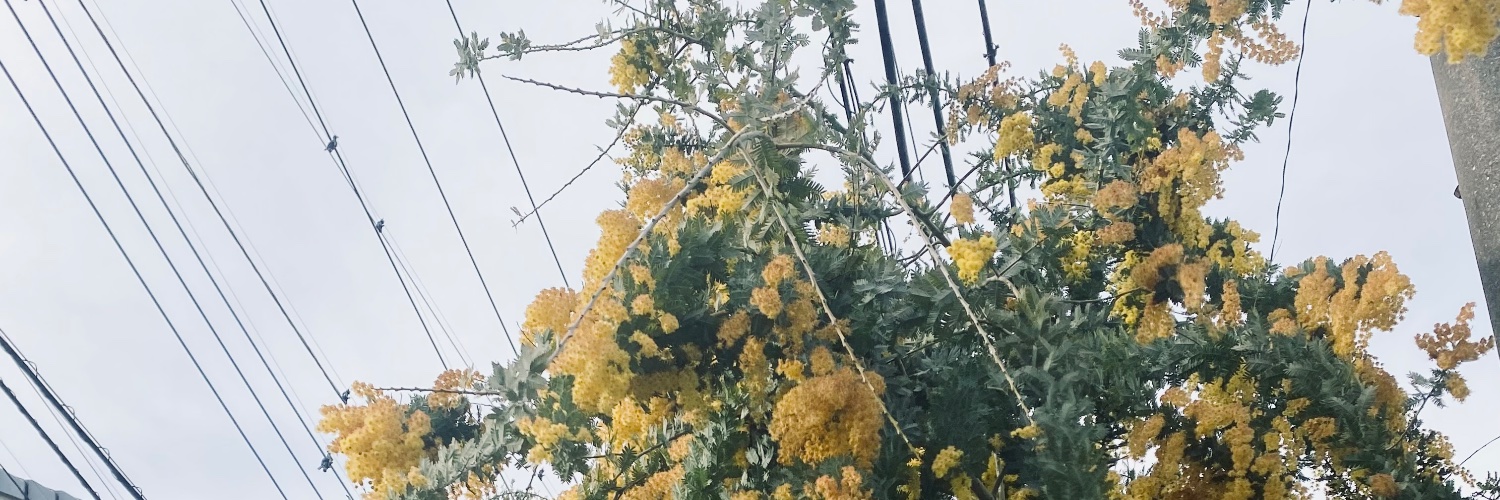 pea0415's profile banner image