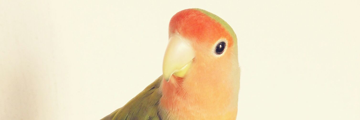 Theangriestborb's profile banner image