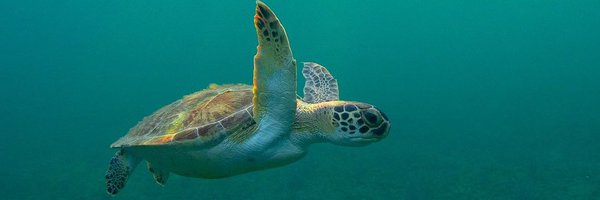 turtlecommunit Profile Banner
