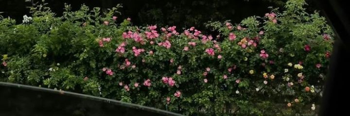 Tania Ghafar's banner