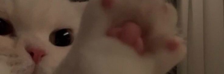 Bella 🍌 banner