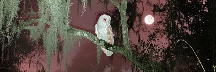 emcyclopedia__'s profile banner image