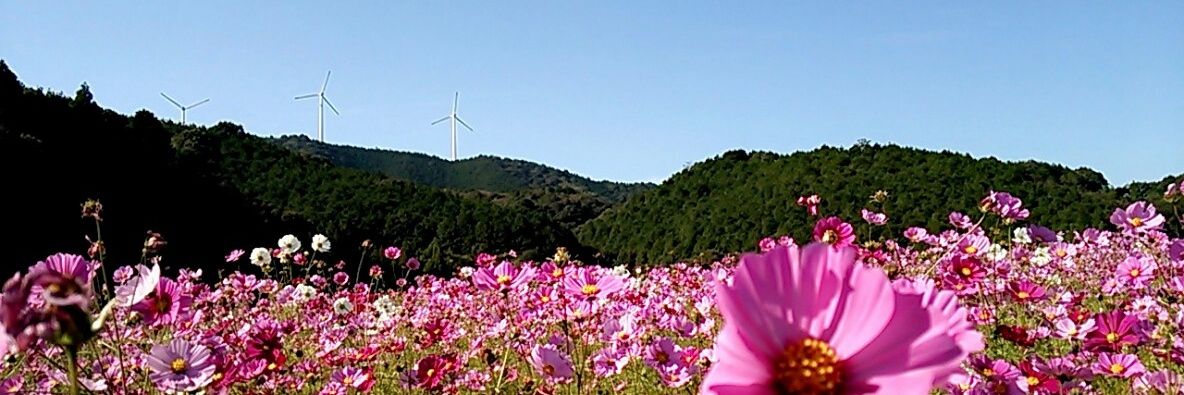 gorubobo's profile banner image
