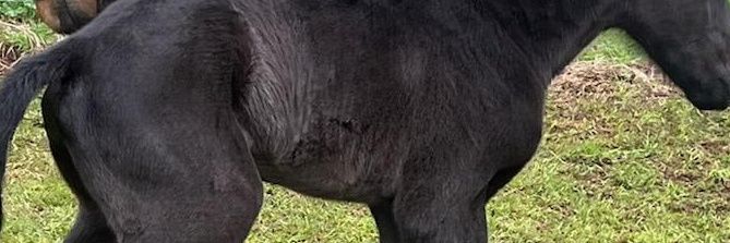 VOREGAL's profile banner image