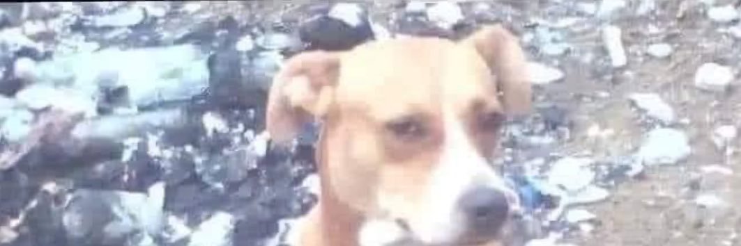 super cearence banner