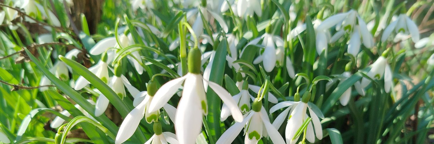 ✨Augenstern✨ banner