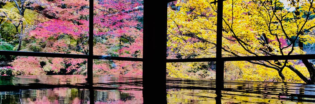 rie_ko113's profile banner image