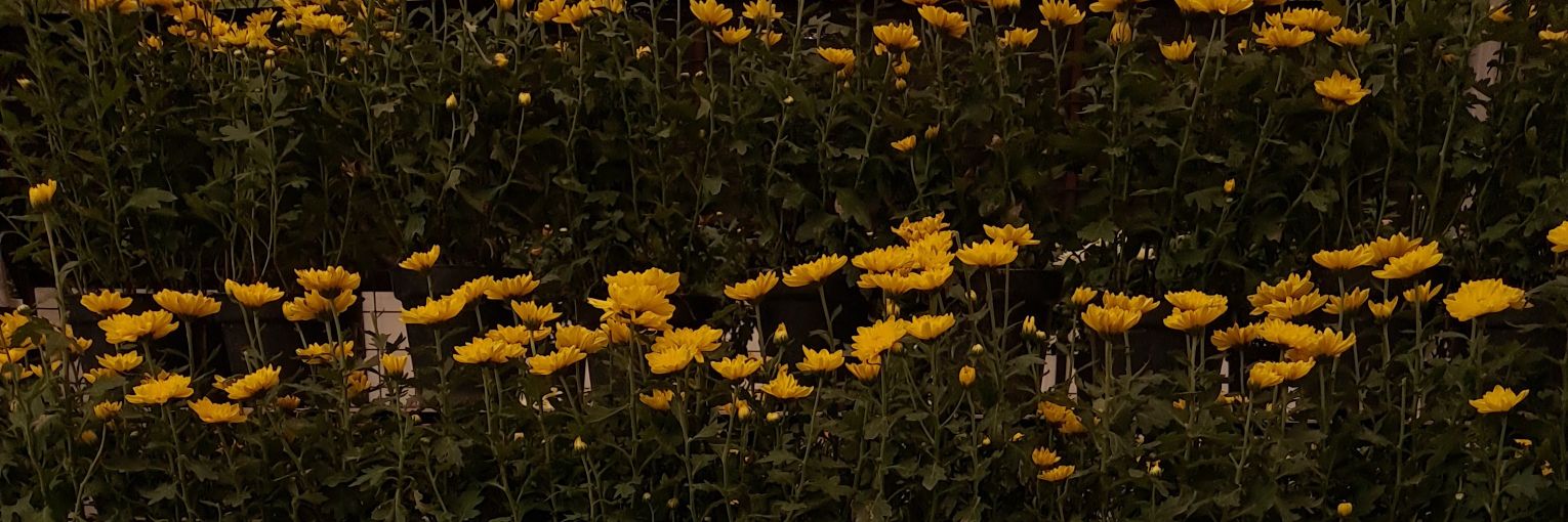 ☆ banner