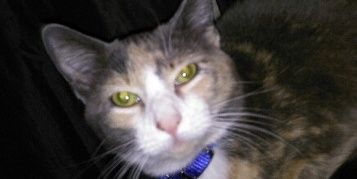 brandycloe's profile banner image