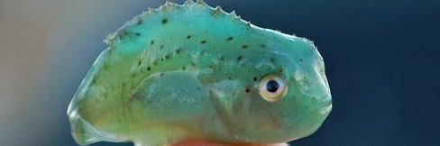 𝓁𝓊𝓂𝓅 🐠's banner