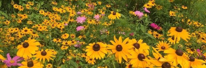 Bee Culture Magazine banner