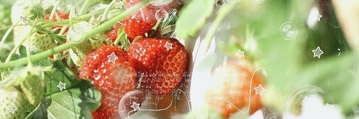 Dahlia do Condado 🍅 banner