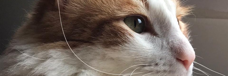 zacc13aria's profile banner image