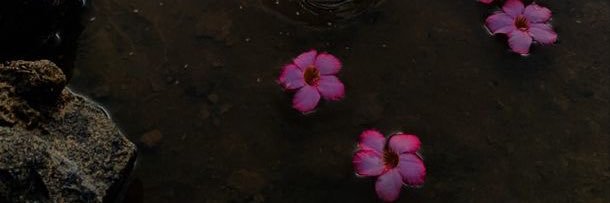 overdoseofny's profile banner image