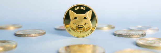 shibainu banner