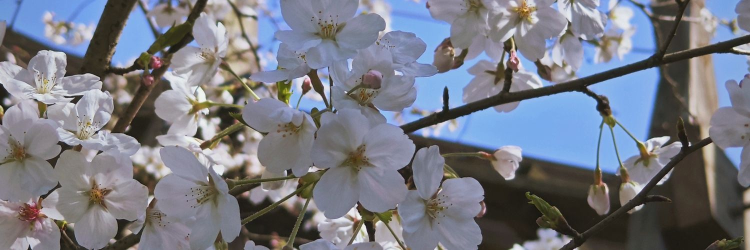 犬星恒音/H1saNe banner