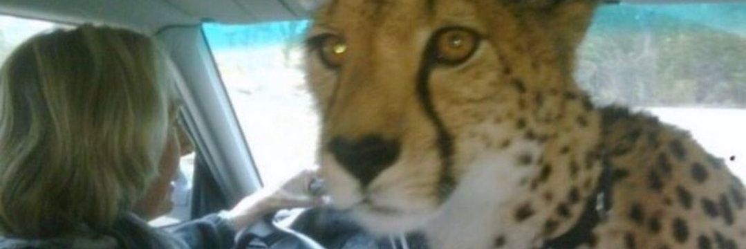 Rodri | Fla100Qualidade banner