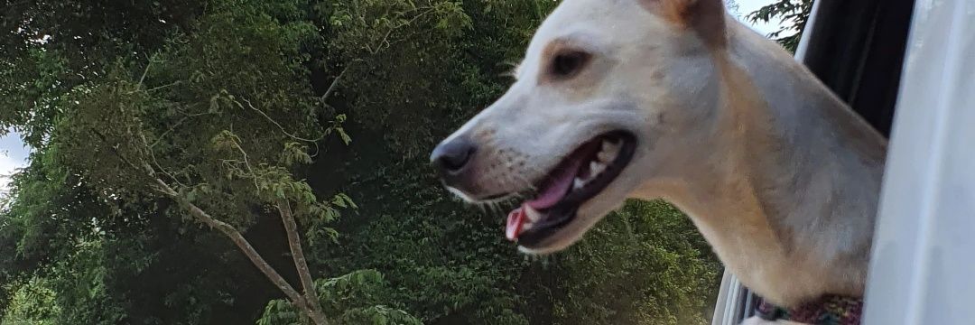 _laramelos's profile banner image