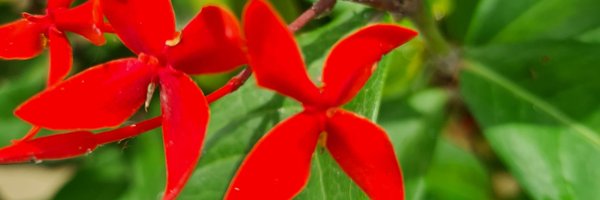 ramkrisv Profile Banner