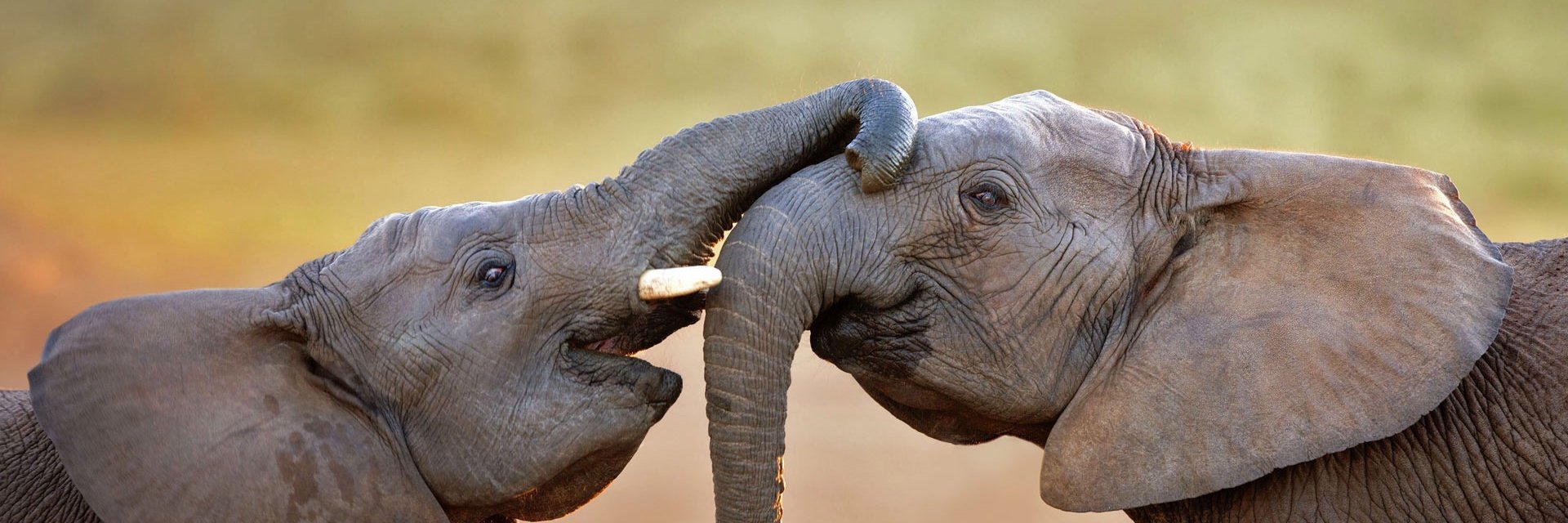 Jessica Copen banner