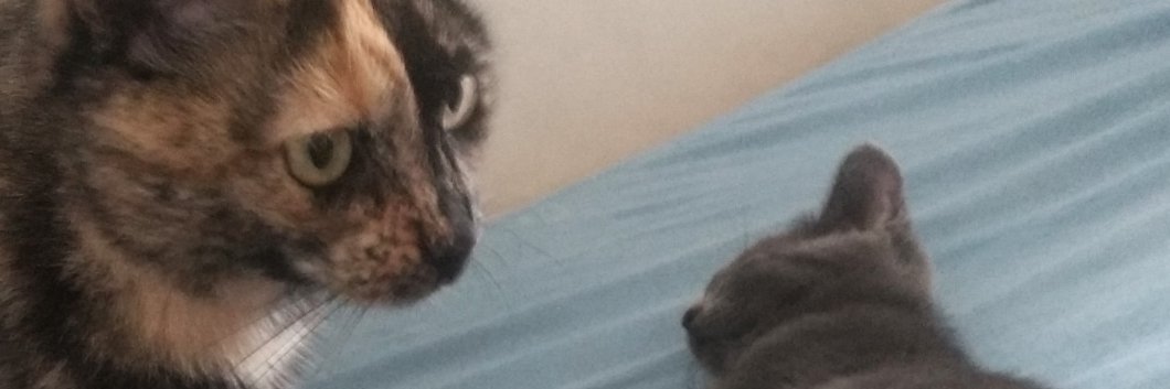 MINADAINCHENTE's profile banner image
