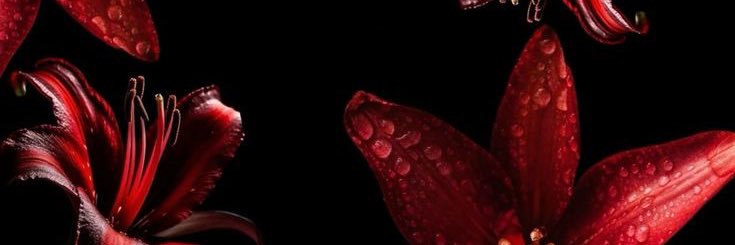 kaikai 🧛🏻‍♀️'s banner