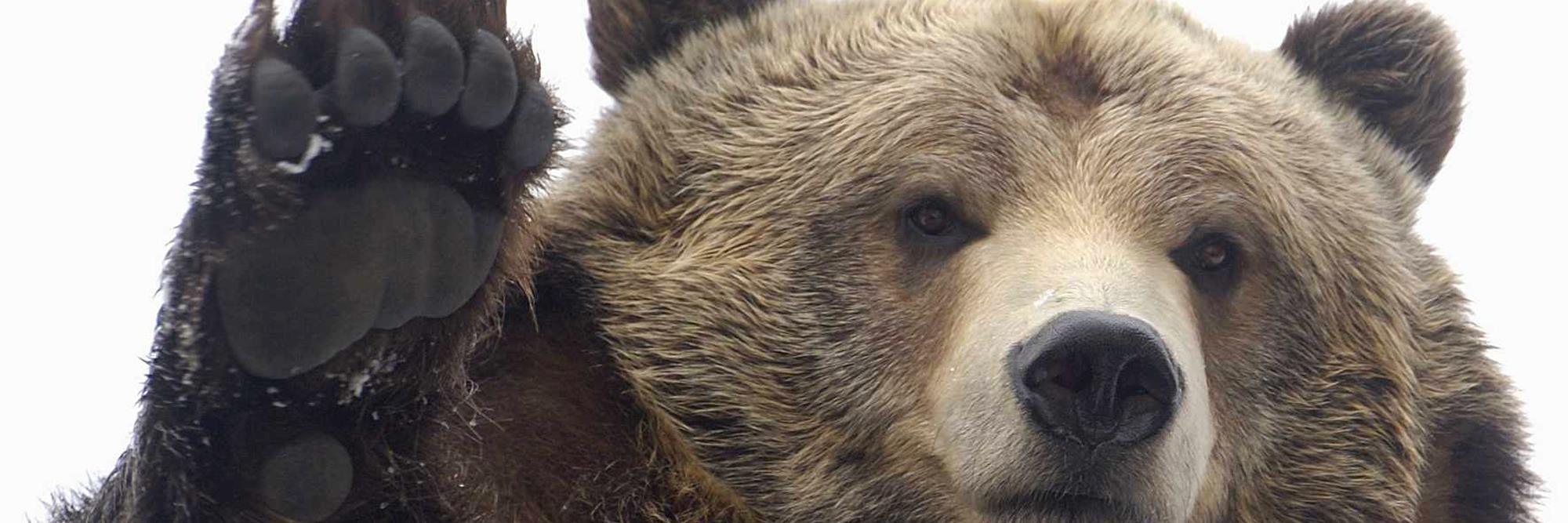 AdakBear's profile banner image