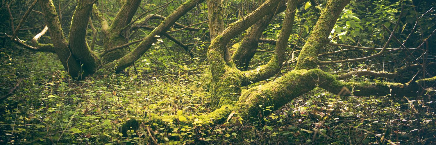 Janek Bevendorff 📯 banner