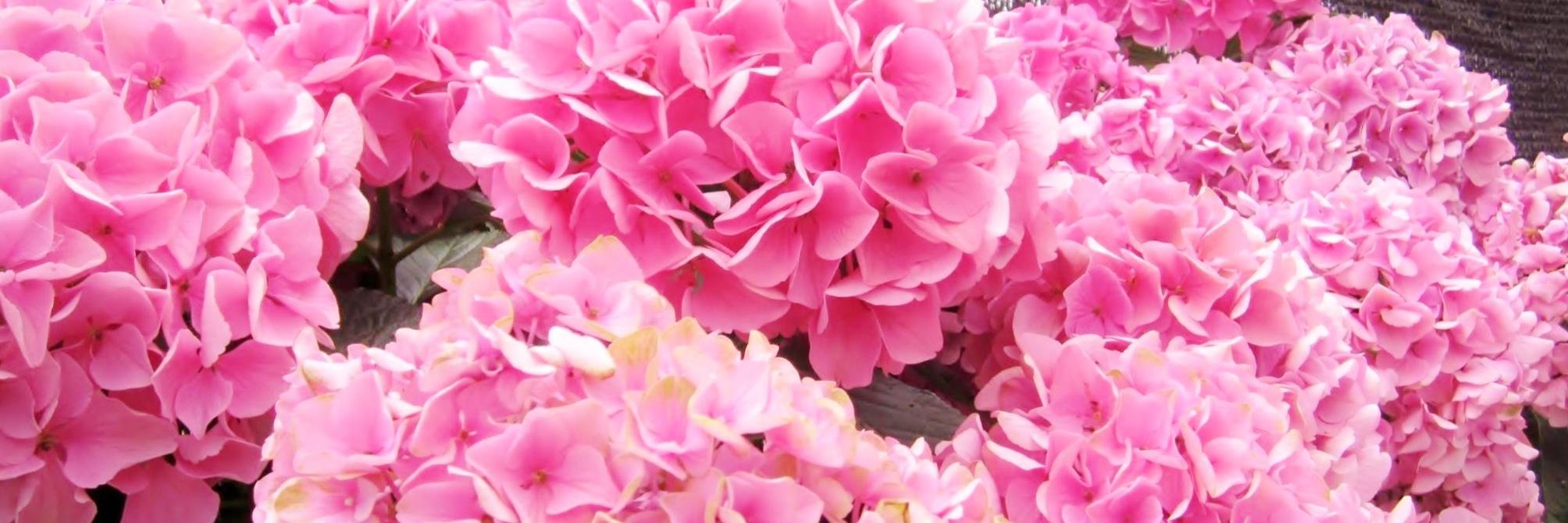 ı̣ɔɔɐʞnʎ banner