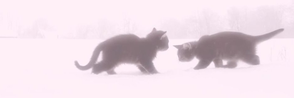 sugarrkit's profile banner image
