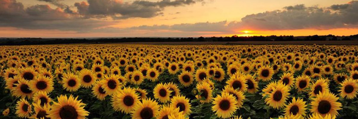 kestherr_'s profile banner image