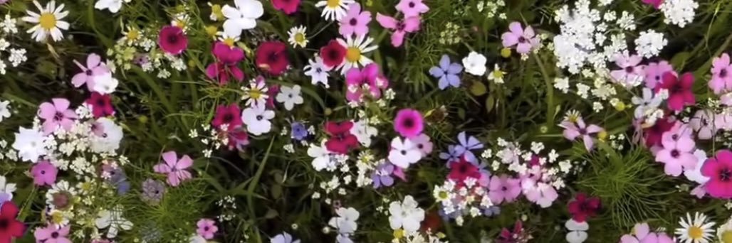 EmilyPavlas's profile banner image