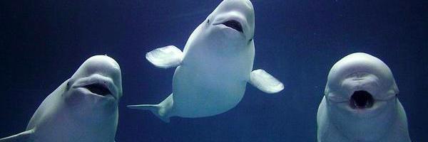 fish_frenzy's profile banner image
