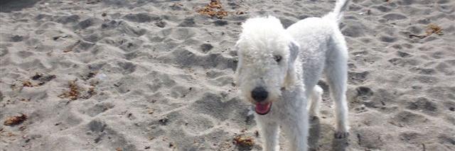 Jenni Randall banner