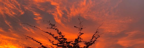2bd Profile Banner