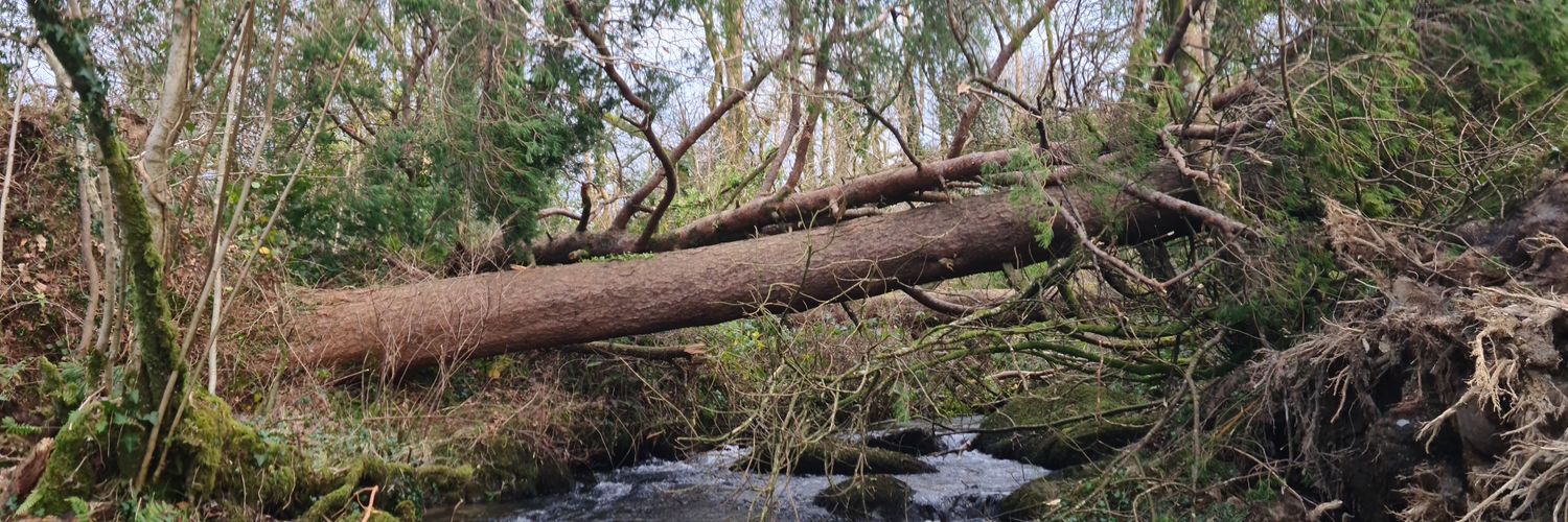 HRH Alexander I 👑 banner