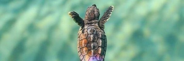 Seaturtle lovers club Profile Banner