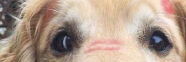 Alyx 🐾's banner