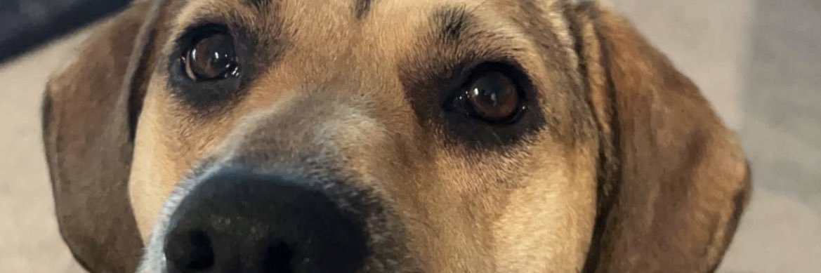 Melieebird's profile banner image