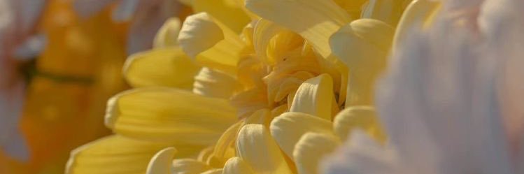 Anastasia Herzigova Pamungkas banner